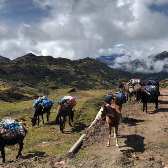 Chevaux sur la route inca d'Espiritu Pampa