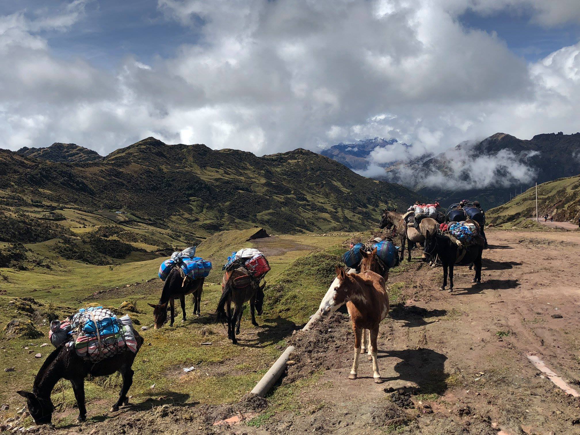 Chevaux sur la route inca d'Espiritu Pampa